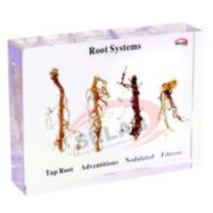 ROOT SYSTEMS